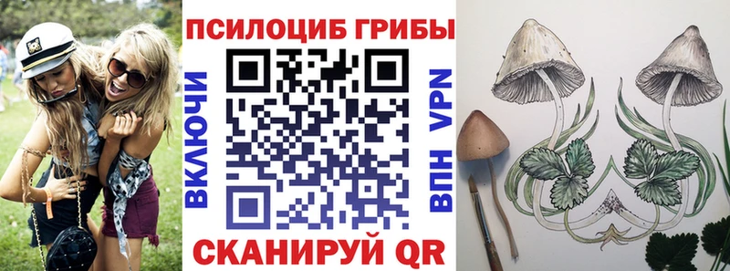 Купить  Венёв  Галлюциногенные грибы Psilocybine cubensis 